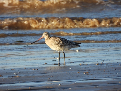 Limosa lapponica observed 2026-10-27