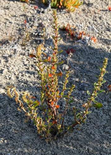 Image of Lawrencia glomerata by (c) Russell Best, some rights reserved (CC BY)