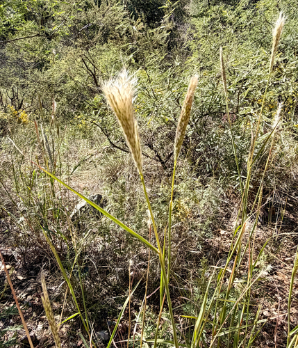 Bothriochloa, 2026-10-27