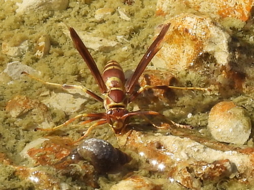 Polistes exclamans observed 2026-10-27