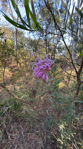 Grevillea observed 2026-10-28