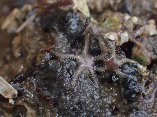 Amphipholis squamata observed 2026-10-27