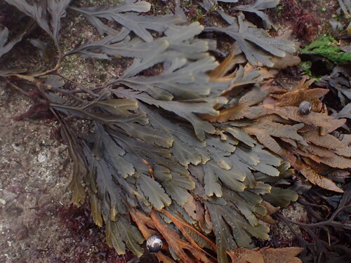 Fucus serratus observed 2026-10-27