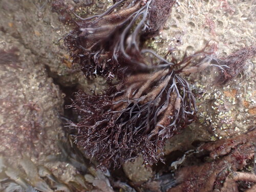 Mastocarpus stellatus observed 2026-10-27