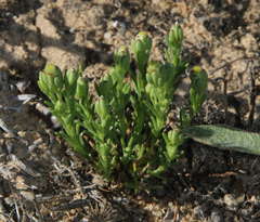 Elachanthus pusillus