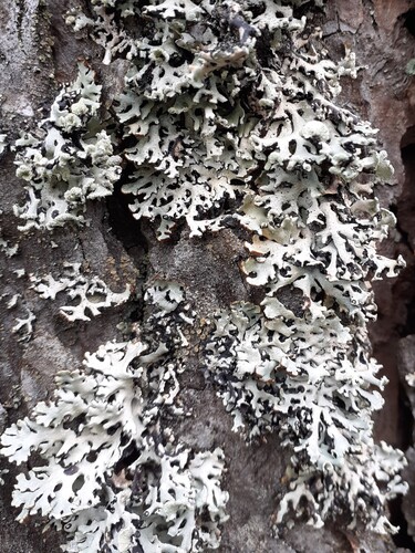 Hypogymnia physodes observed 2026-10-25