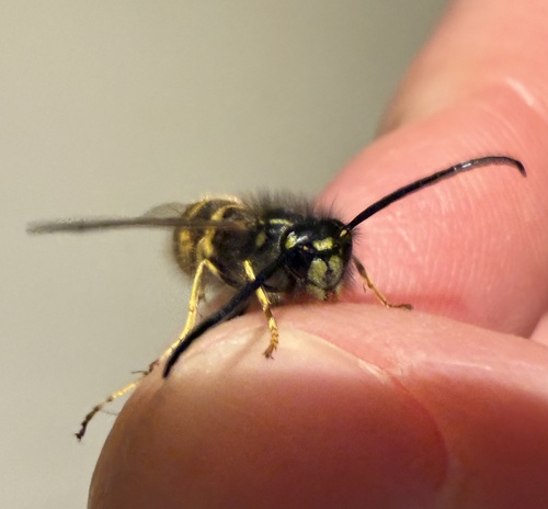 Vespula vulgaris observed 2026-10-27
