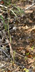 Bromus arenarius