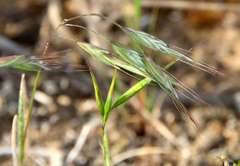 Bromus arenarius