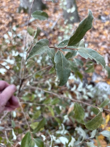 Elaeagnus observed 2026-10-27