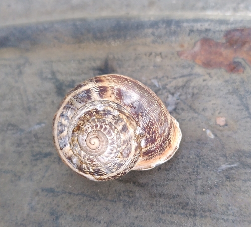 Eobania vermiculata, 2026-10-27