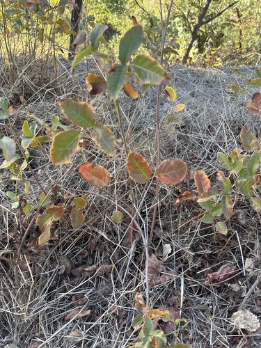 Toxicodendron observed 2026-10-27