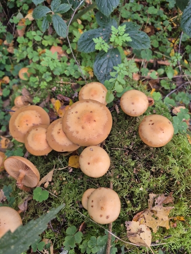 Kuehneromyces mutabilis observed 2026-10-25