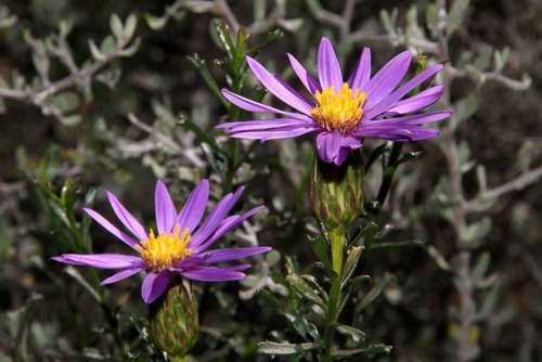 Image of Olearia magniflora by (c) Russell Best, some rights reserved (CC BY)
