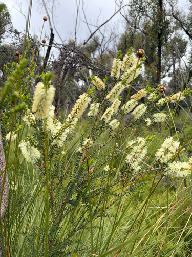 Melaleuca squarrosa observed 2026-10-27