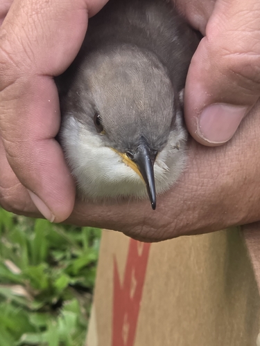 Coccyzus americanus observed 2026-10-27