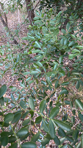 Sophora observed 2026-10-27