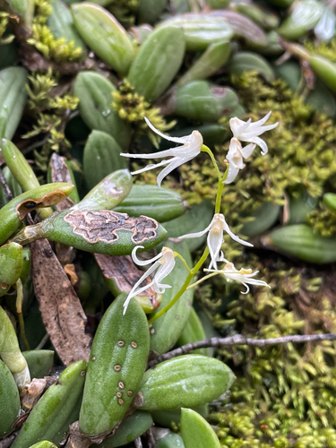 Dendrobium linguiforme, 2026-10-24
