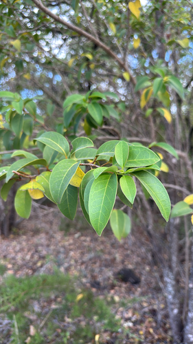 Ligustrum lucidum observed 2026-10-27