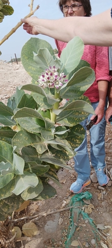Calotropis gigantea observed 2026-10-26