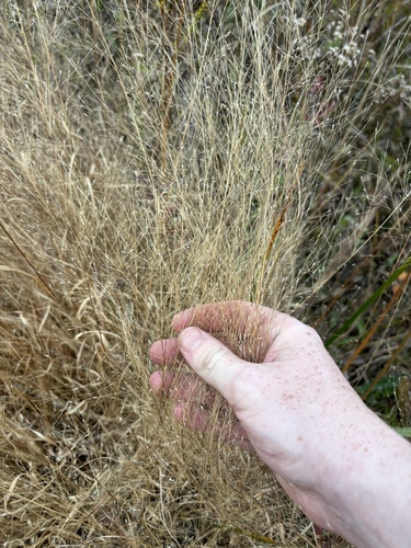Panicum observed 2026-10-27