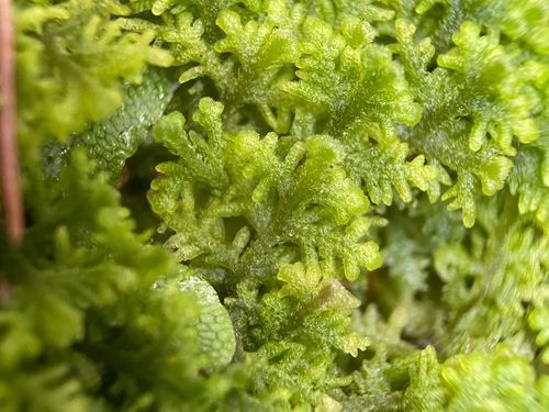 Trichocolea observed 2026-10-27