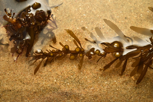 Sargassum observed 2026-10-27