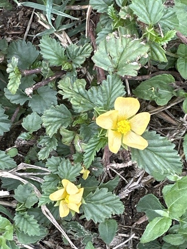 Malvastrum coromandelianum observed 2026-10-27