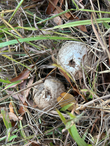 Lycoperdon perlatum observed 2026-10-27