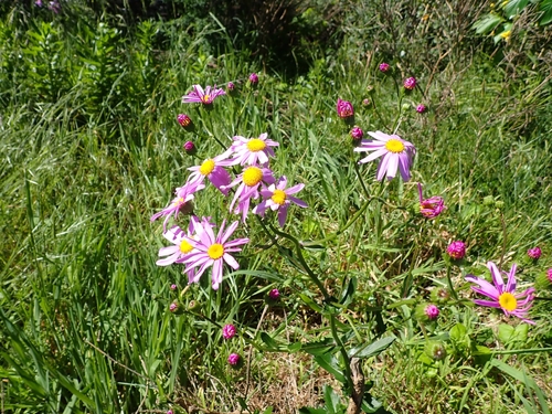 Senecio observed 2026-10-27