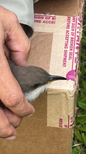 Coccyzus americanus observed 2026-10-27