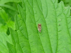 Grapholita delineana