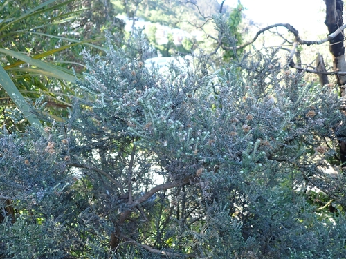 Cassinia observed 2026-10-27