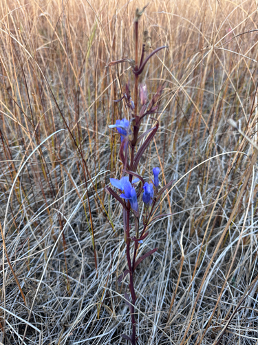 Gentiana observed 2026-10-27