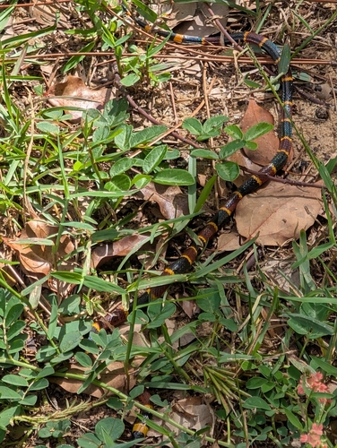 Micrurus fulvius observed 2026-10-27