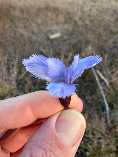 Gentiana observed 2026-10-27