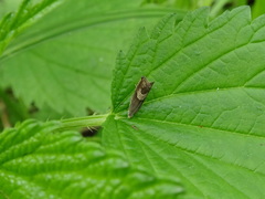 Grapholita delineana