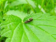 Grapholita delineana