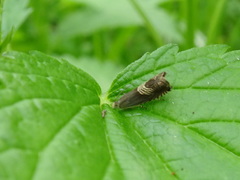 Grapholita delineana