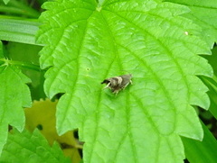 Grapholita delineana