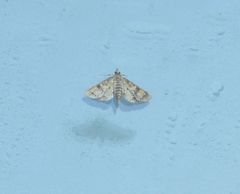 Niphograpta albiguttalis