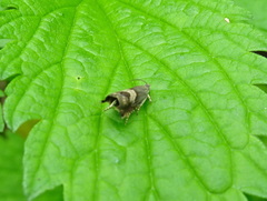 Grapholita delineana