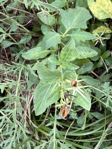 Ruellia observed 2026-10-27