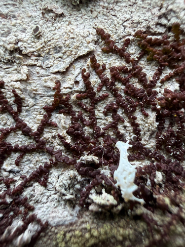 Frullania observed 2026-10-27