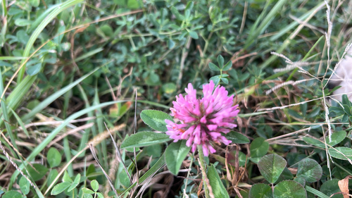 Trifolium pratense observed 2026-10-27
