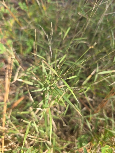 Muhlenbergia schreberi, 2026-10-27