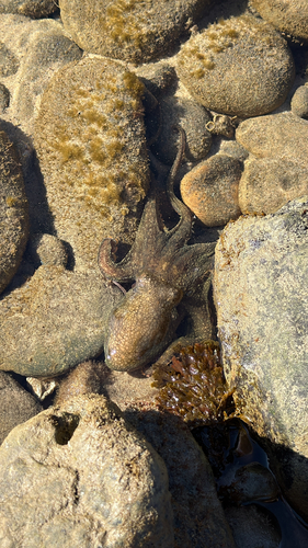 Octopus observed 2026-10-27