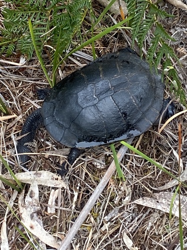 Testudo observed 2026-10-28