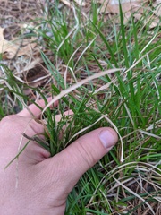 Carex tonsa rugosperma