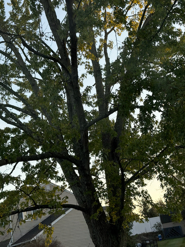 Acer saccharinum, 2026-10-27
